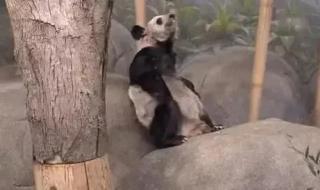 乐乐死因已初步确定