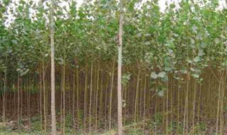 杨树苗价格 杨树苗价格