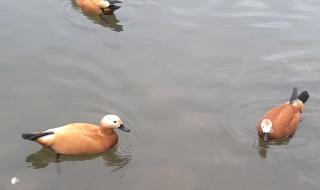 熊猫基地门票团购 熊猫基地门票团购